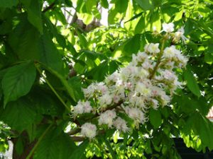 Marronnier blanc