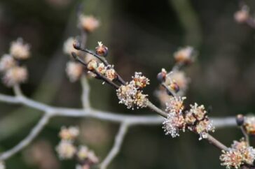 Orme (elm ) en fleur