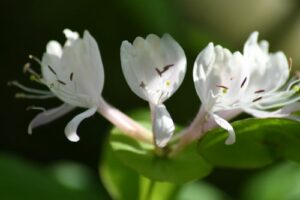 Formations fleurs de Bach Rennes