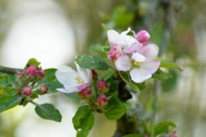 Fleurs de Bach Pommier Sauvage-Crab Apple