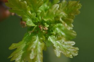 Fleur de Bach Chêne-Oak