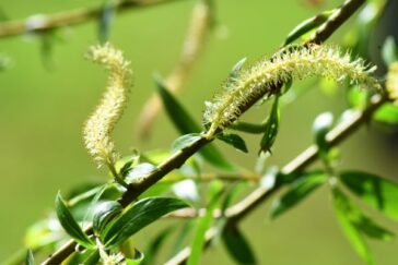 Fleurs de Bach Willow-Saule