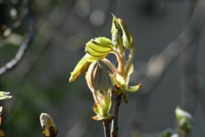 Chestnut Bud formation fleurs de Bach 35