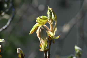 Chestnut Bud formation fleurs de Bach 35