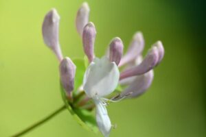 Formation fleurs de Bach Bretagne