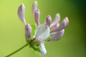 Formation fleurs de Bach Bretagne