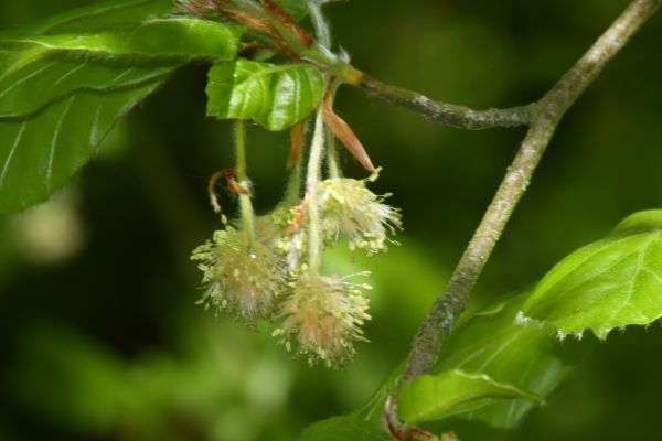 Fleurs de Bach Hêtre